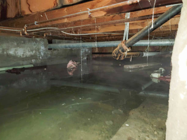 Best Professional water damage repair  in Llender, CA