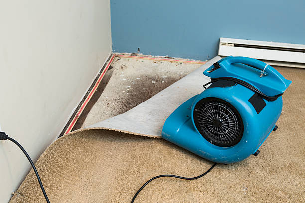 Best Mold removal after water damage  in Llender, CA
